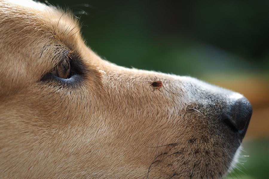 Nebezpečenstvo kliešťov alebo „Keď sa pes necíti vo svojej koži“