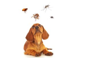 Hmyz, ktorý je pre psa viac než len otravný